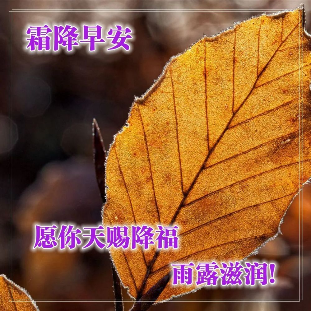 霜降早安心语祝福问候暖心霜降问候朋友早上好的唯美图片