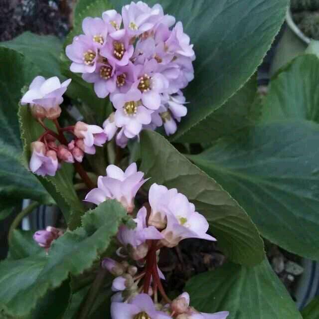 家里养了一棵岩白菜,叶子绿油油,开花贼好看