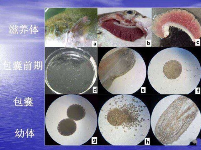 在掠食体阶段,从包囊中孵化出来的小瓜虫幼虫有1到2天的时间寻找宿主