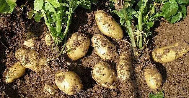 大棚土豆结果时用什么肥料土豆叶面喷什么土豆育苗用什么肥料