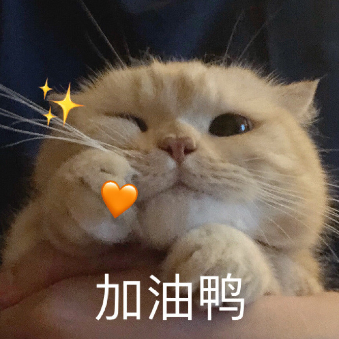 橘猫沙梨的表情包合集