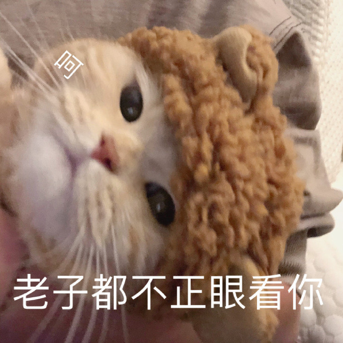 橘猫沙梨的表情包合集