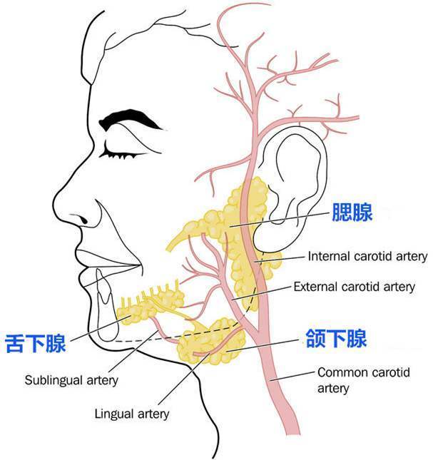 人体中有多个唾液腺,它们可以分泌唾液,其中包括大唾液腺和小唾液腺