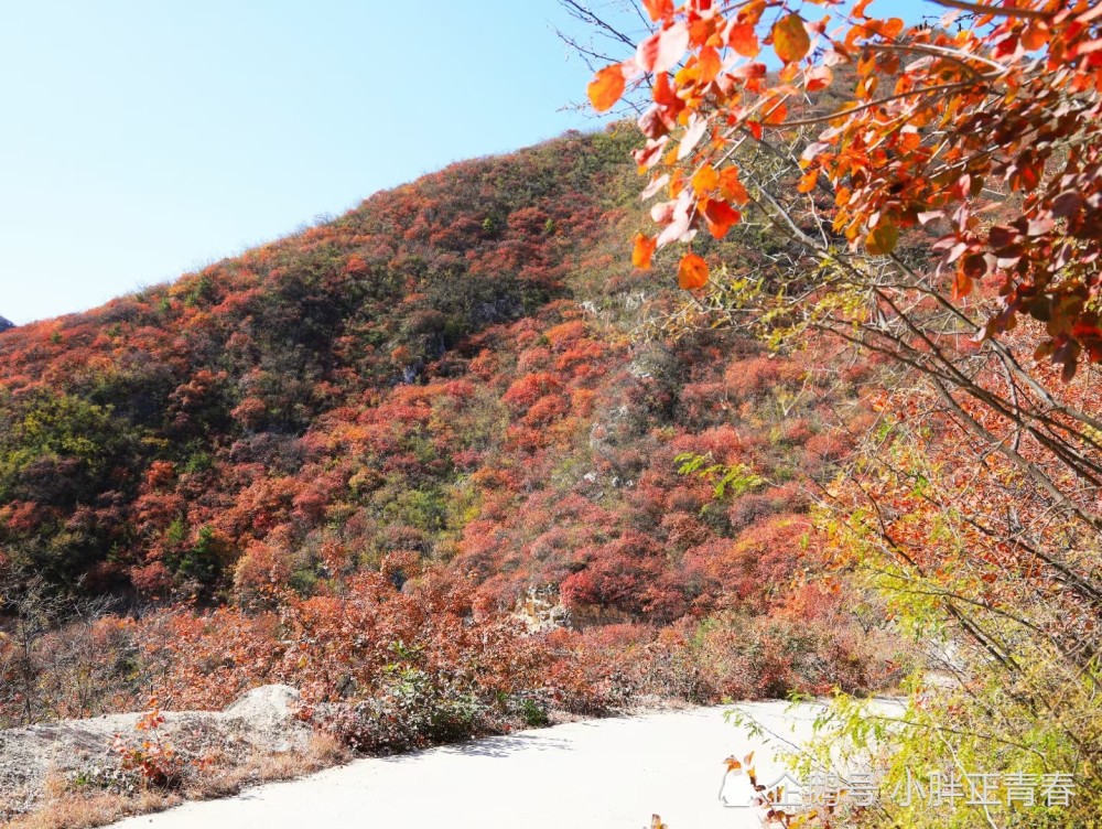 看红叶不用花钱去旅游景点,石家庄井陉松树岭,漫山遍野都是红叶