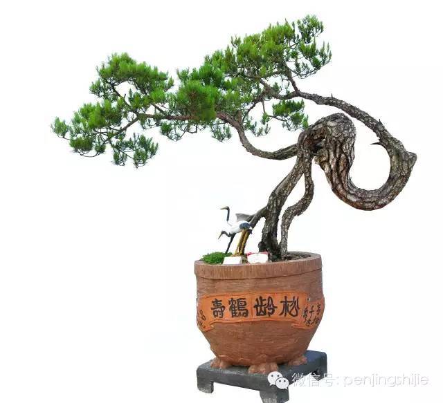 郭培作品《腾空揽月》(细叶榕,60cm×105cm)