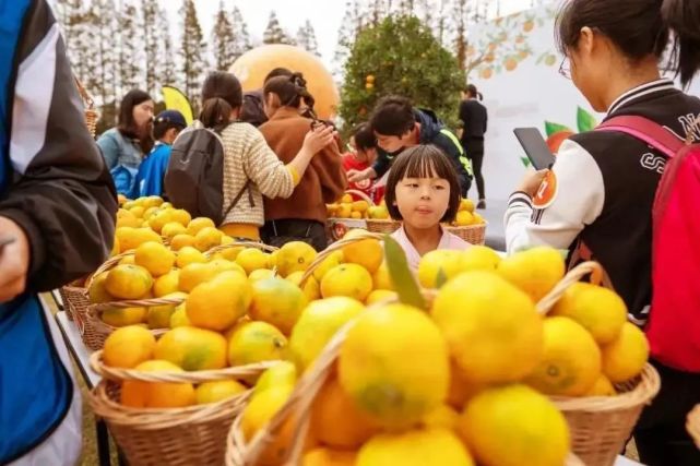 爱吃桔子的你,到长兴岛郊野公园来一场香香甜甜的桔子约会吧!