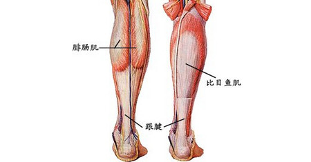 小腿拉伤-小腿三头肌损伤的治疗策略