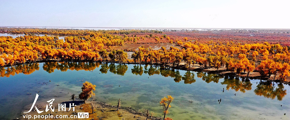 金秋时节,位于新疆沙雅县保存最完好,世界最大的原始胡杨林迎来最美的
