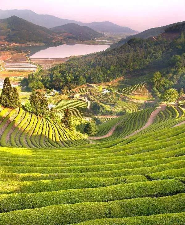 福鼎白茶:高山白茶与平地茶,到底有多大区别?