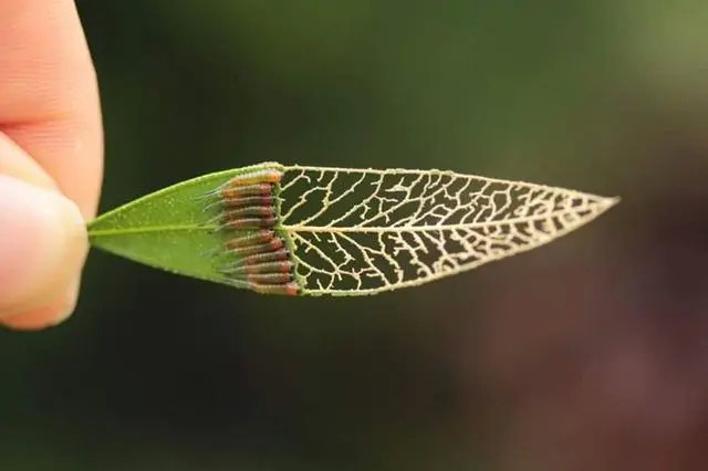 正在蚕食树叶的叶蜂科幼虫