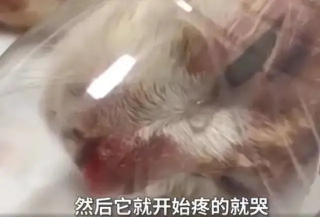 "割声带,截肢,电击……当爱变成我的噩梦"