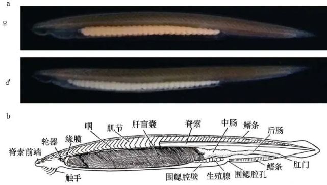 脊椎动物祖先的“活化石”：文昌鱼