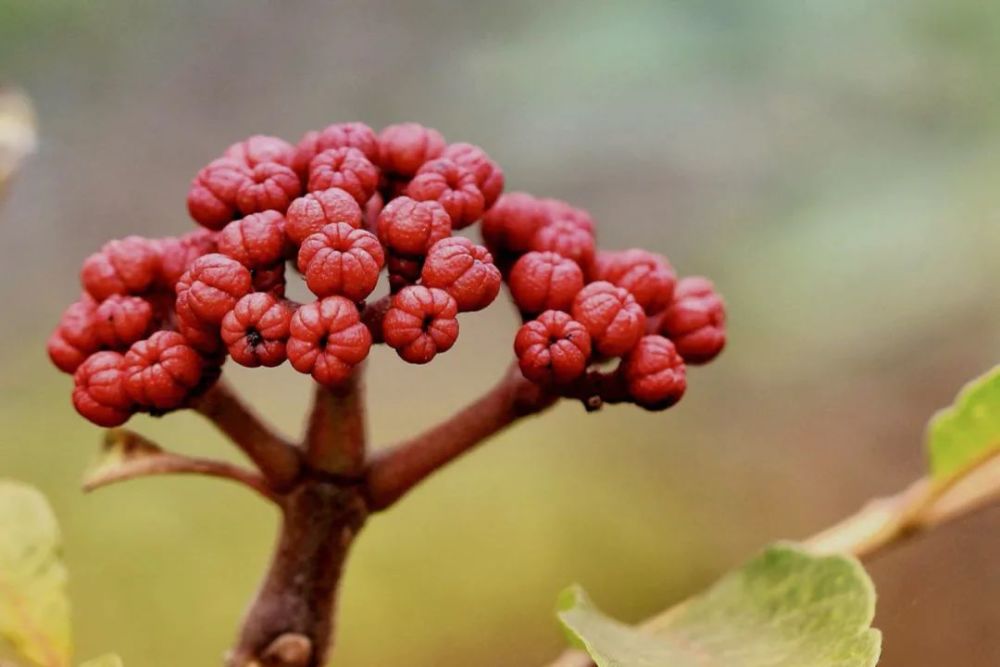 王维重阳节所插的,到底是啥茱萸?