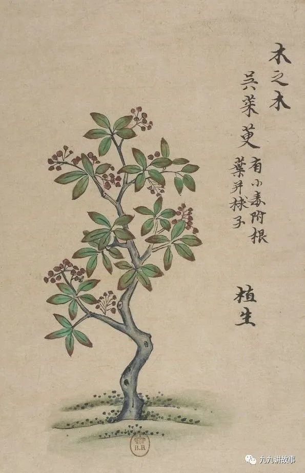 ( 茱萸  《中国自然历史绘画》)
