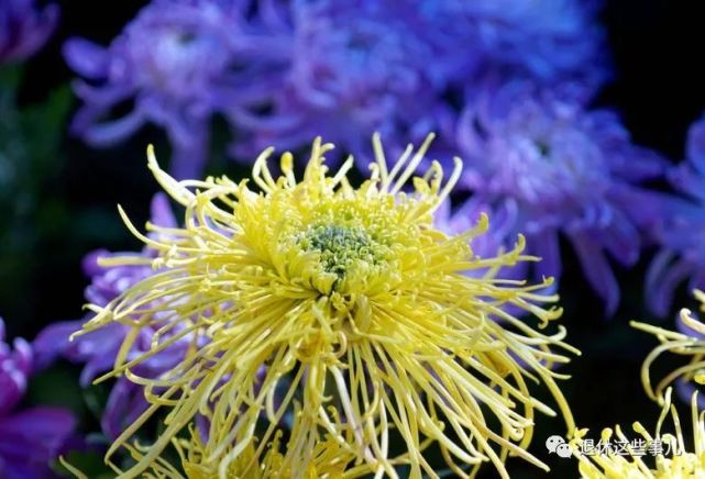 丛培德 摄重阳节,秋季花木凋零,老年人很容易因景触情,产生忧郁,烦躁