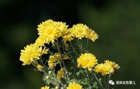 丛培德 摄重阳节,秋季花木凋零,老年人很容易因景触情,产生忧郁,烦躁