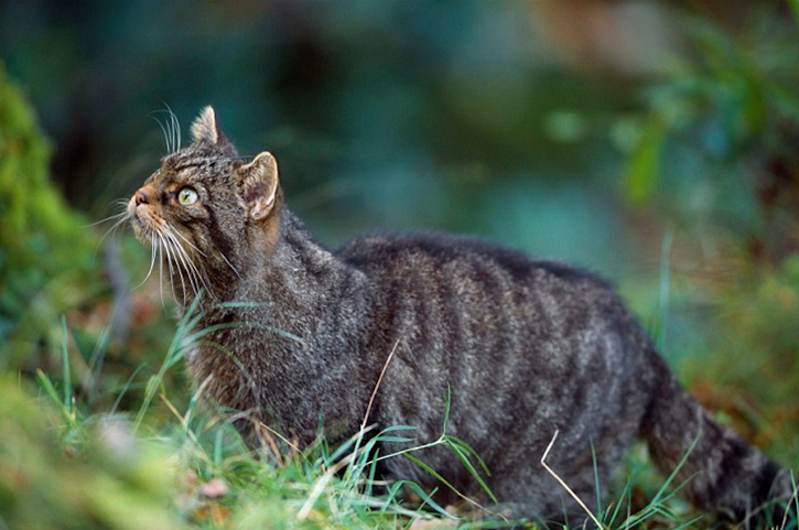 英国野外拍到罕见野猫,野生个体仅剩约35只,83万人请愿保护它们