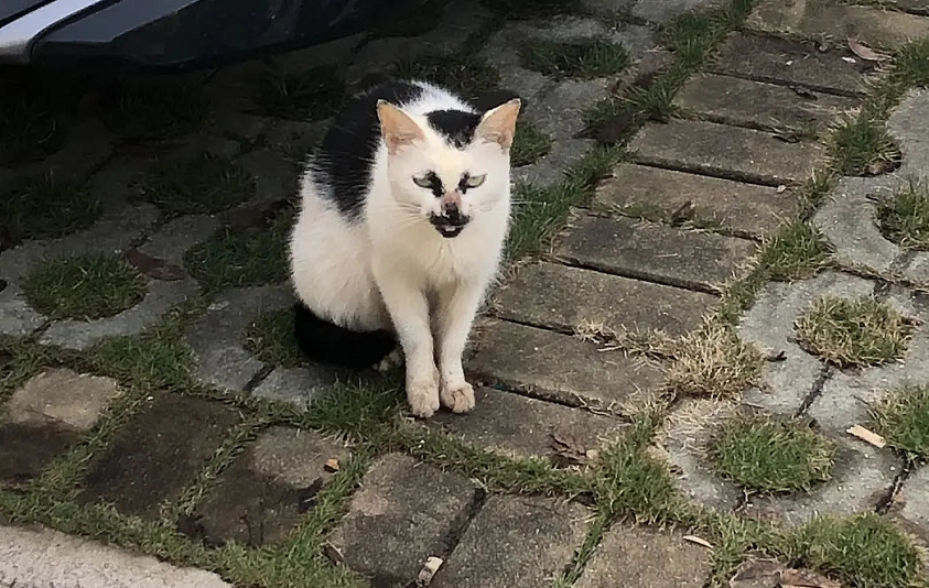 媒婆猫这只小猫是中华田园猫的一种,因身上的黑白花纹形似奶牛而得名