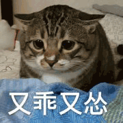 猫咪表情包渴望富婆的眼神