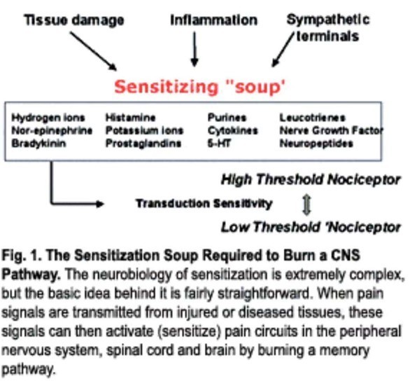 neurogenic inflammation 神经源性炎症 peripheral sensitization