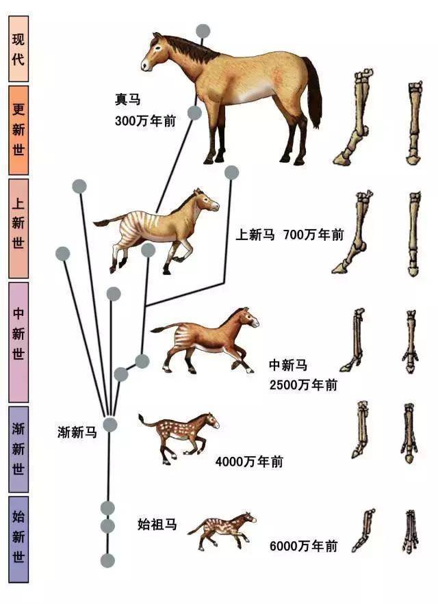 始祖马分化出了许许多多的支系,它们和同时期的偶蹄目选择完全不同的