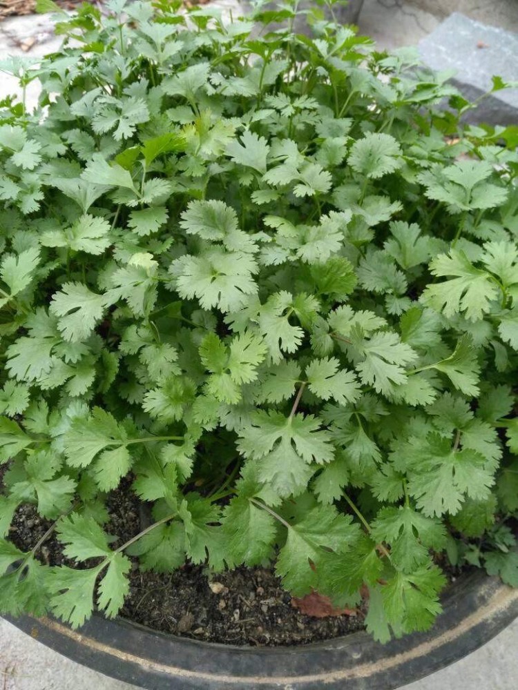 秋季阳台如何种植香菜?注意三个方面,叶子绿油油不停长很茂盛