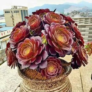 多肉法师挤满盆?教你一招,轻松变多盆,又爆一圈芽!