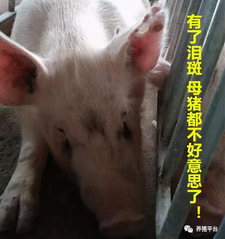 需警惕!母猪眼屎泪斑是猪群健康亮起了黄灯的表现