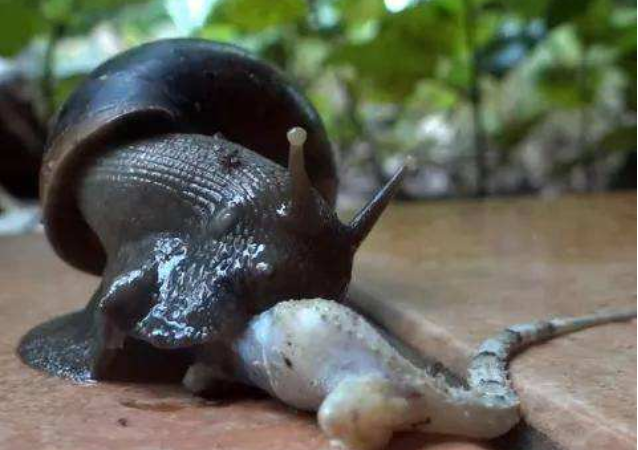 非洲大蜗牛有多可怕蜥蜴瞬间被秒杀一口被吞下半个身体