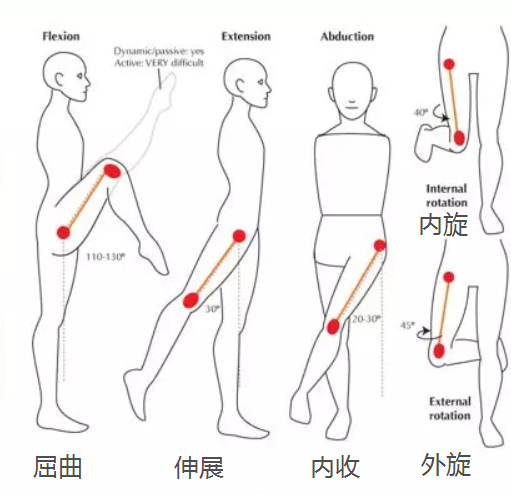 腰疼膝盖痛的真正原因不是运动而是髋关节太紧