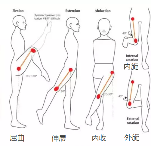 髋关节是连接大腿骨与骨盆的关节,作为典型的球窝关节,髋关节能做多