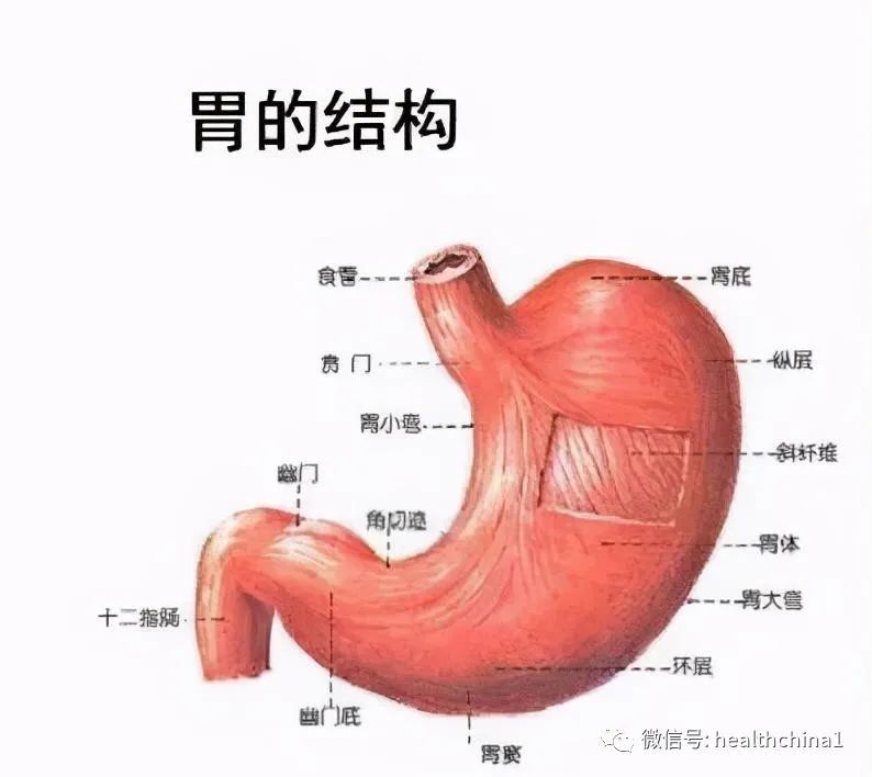 胃是我们人体一个重要的器官,其在人体内的主要作用是消化和分解食物
