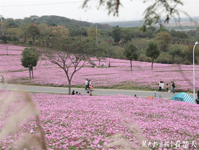 26日,记者走进龙灵山,只见往日种满芝樱花的十里花海,如今换成了灿若