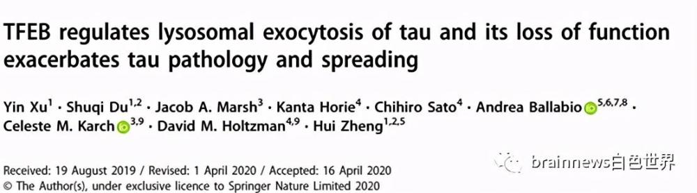 mol psychiatry:有效促进tau清除的全新分子机制