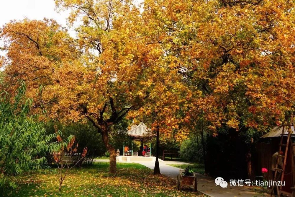 感受秋色不用扎堆天津周边自驾赏秋这16处景区渐入佳境快看您离哪个