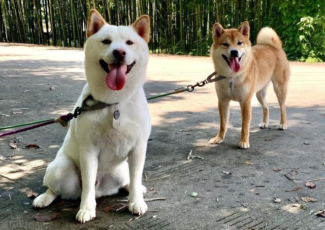 柴犬脚掌的肉垫是黑色的(白柴除外),但是有些幼犬的脚掌有些粉红色的