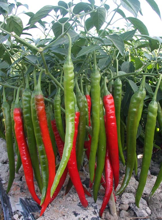川椒种业:你知道川椒种业的辣椒有多少品种吗