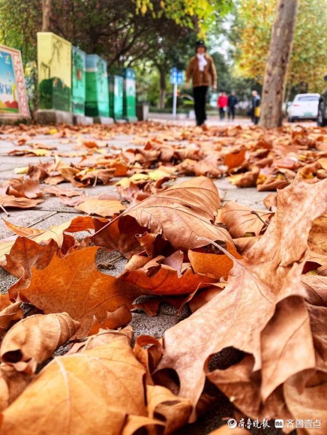 一夜秋风起,济南这条路落叶满地,金黄一片