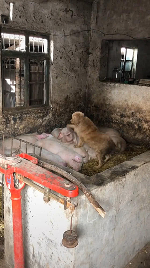 猪圈里传来了哀嚎声,还以为发生啥事了呢,过去一看没嘴说了