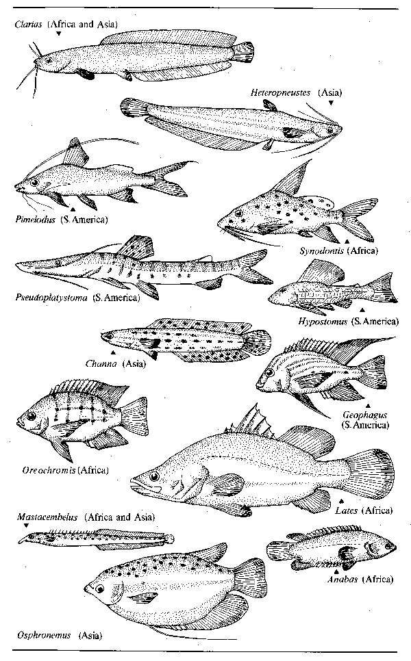 淡水鱼类不同河段及其湖泊不同鱼种fishspecies