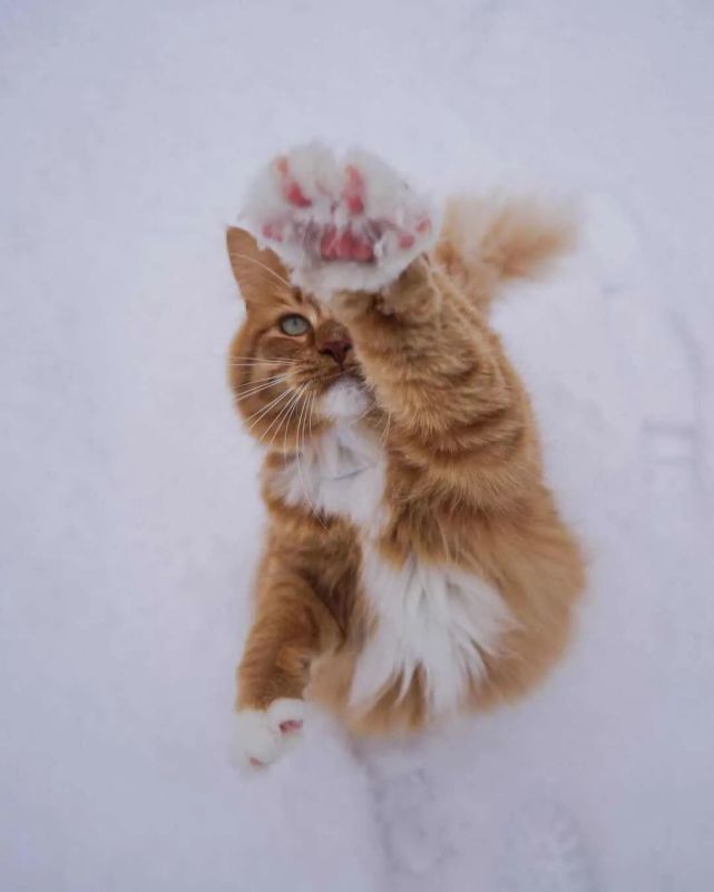 在雪地里潇洒的猫咪,活出了不一样的猫生,家里猫看了要羡慕!
