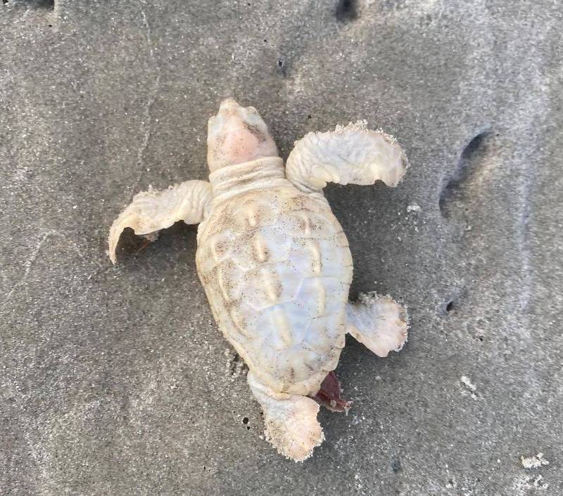 不是白化症!美海滩出现超罕见变种白色小海龟,专家:它