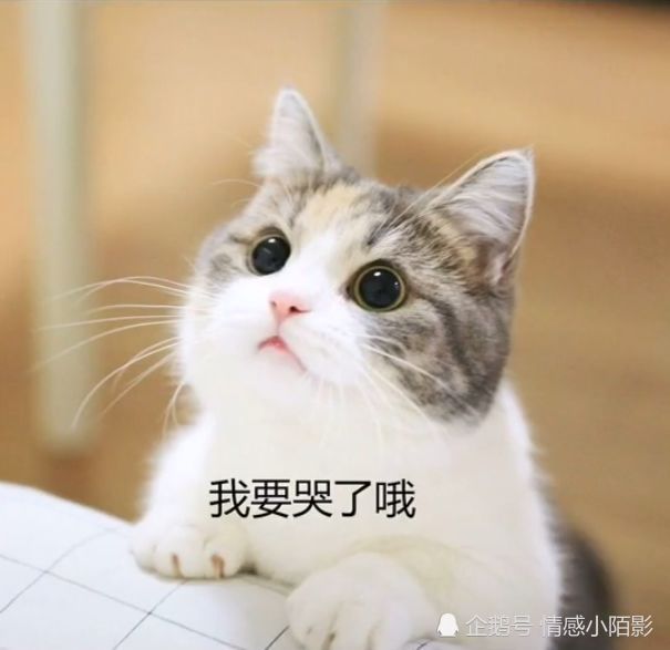 猫咪表情包:我要吃肉肉