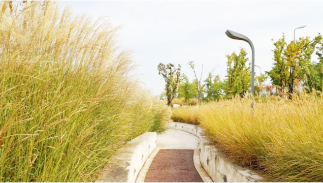 2020西柳GDP_西柳美女(3)