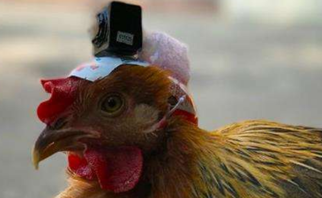 真正的防抖摄像鸡不论你怎么摇晃鸡的身体鸡头都纹丝不动