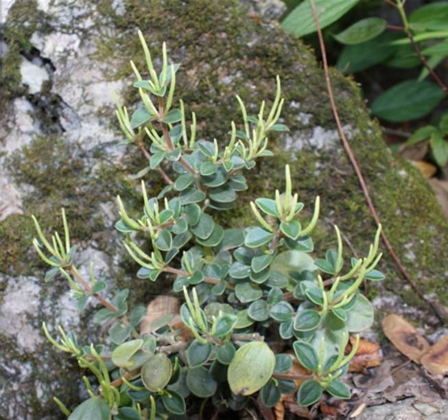 美丽观叶植物|11种常见盆栽类椒草的鉴赏及辨识