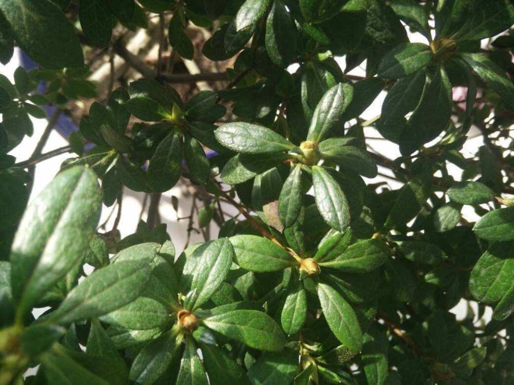 杜鹃花有了叶斑病,注意这2点,很快就解决