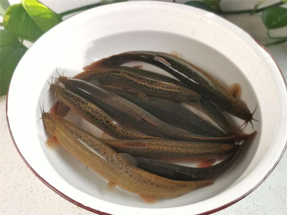 东北农家泥鳅的做法,不去内脏,不用煎,肉质细嫩入味,味道香浓