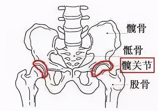 要找到髋关节,其实也不难.