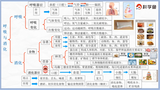 4-2《呼吸与消化》思维导图4-1《声音》思维导图